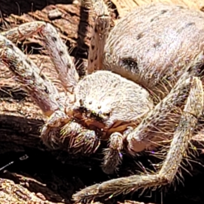 Isopeda canberrana (Canberra Huntsman Spider) at Banksia Street Wetland Corridor - 11 Sep 2023 by trevorpreston