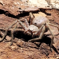 Isopeda canberrana at Banksia Street Wetland Corridor - 11 Sep 2023 11:44 AM