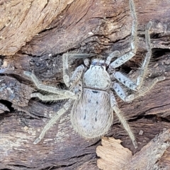 Isopeda canberrana at Banksia Street Wetland Corridor - 11 Sep 2023 11:44 AM