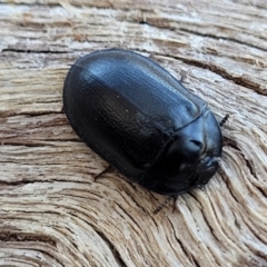 Pterohelaeus striatopunctatus (Darkling beetle) at Banksia Street Wetland Corridor - 11 Sep 2023 by trevorpreston