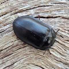 Pterohelaeus striatopunctatus at Banksia Street Wetland Corridor - 11 Sep 2023