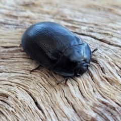 Pterohelaeus striatopunctatus at Banksia Street Wetland Corridor - 11 Sep 2023 11:41 AM