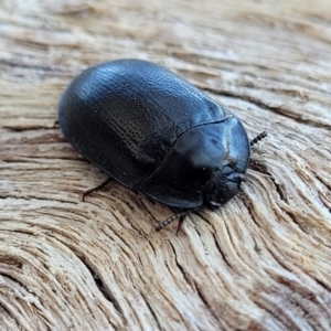 Pterohelaeus striatopunctatus at Banksia Street Wetland Corridor - 11 Sep 2023