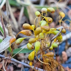 Funaria hygrometrica at O'Connor, ACT - 11 Sep 2023