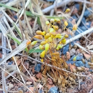 Funaria hygrometrica at O'Connor, ACT - 11 Sep 2023