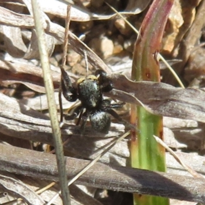 Salticidae sp. 'Golden palps' (Unidentified jumping spider) at Theodore, ACT - 10 Sep 2023 by Christine