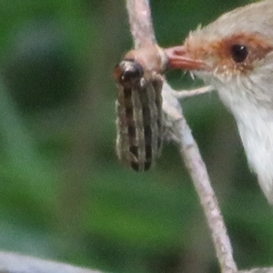 Noctuidae unclassified IMMATURE moth at Fyshwick, ACT - 9 Sep 2023