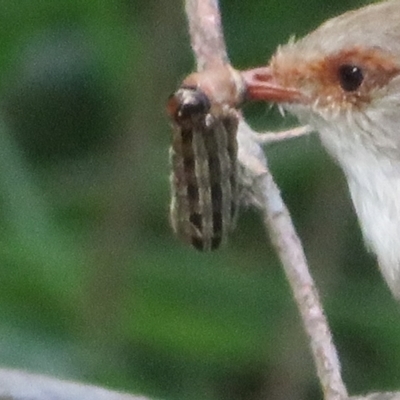 Noctuidae unclassified IMMATURE moth (Immature Noctuidae Moth) at Jerrabomberra Wetlands - 9 Sep 2023 by Christine