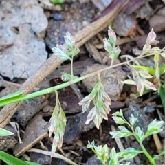 Poa annua (Winter Grass, Annual Poa) at O'Connor, ACT - 11 Sep 2023 by trevorpreston