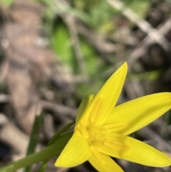 Pauridia vaginata (Yellow Star) at Lerida, NSW - 10 Sep 2023 by JaneR