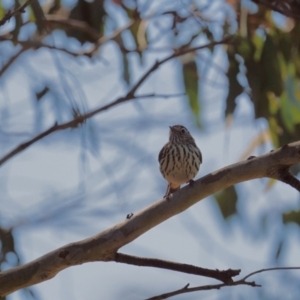 Pyrrholaemus sagittatus at Gundaroo, NSW - 11 Sep 2023