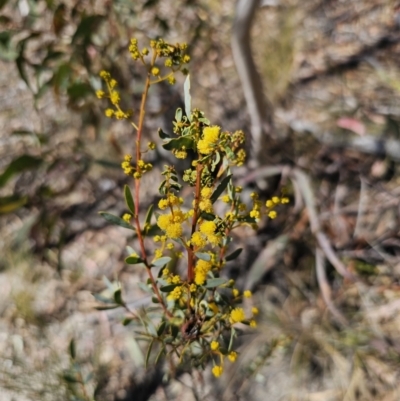 Acacia buxifolia subsp. buxifolia (Box-leaf Wattle) at Captains Flat, NSW - 11 Sep 2023 by Csteele4