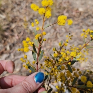 Acacia buxifolia subsp. buxifolia at Captains Flat, NSW - 11 Sep 2023