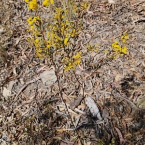 Acacia buxifolia subsp. buxifolia at Captains Flat, NSW - 11 Sep 2023