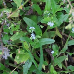 Myosotis laxa subsp. caespitosa at Dry Plain, NSW - 26 Mar 2023 02:44 PM