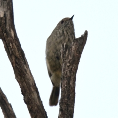 Acanthiza pusilla (Brown Thornbill) at Acton, ACT - 10 Sep 2023 by Thurstan