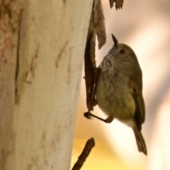 Acanthiza pusilla at Acton, ACT - 11 Sep 2023