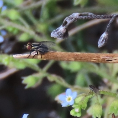 Unidentified Insect at Dry Plain, NSW - 26 Mar 2023 by AndyRoo