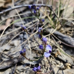 Comesperma volubile (Love Creeper) at Captains Flat, NSW - 11 Sep 2023 by Csteele4