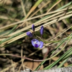 Comesperma volubile at Captains Flat, NSW - 11 Sep 2023