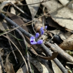 Comesperma volubile at Captains Flat, NSW - 11 Sep 2023 01:27 PM