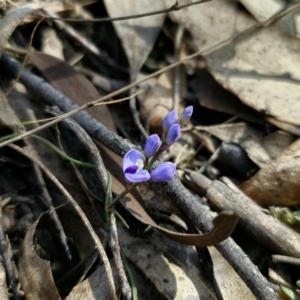 Comesperma volubile at Captains Flat, NSW - 11 Sep 2023