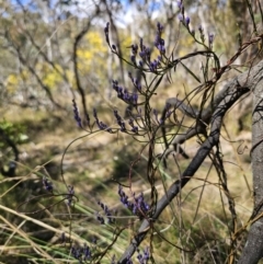 Comesperma volubile at Captains Flat, NSW - 11 Sep 2023