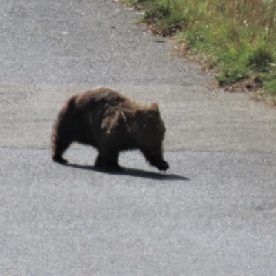 Vombatus ursinus (Bare-nosed Wombat) at Dry Plain, NSW - 26 Mar 2023 by AndyRoo