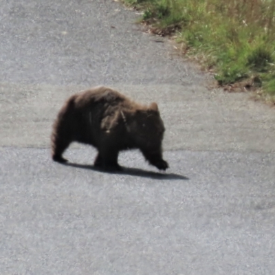 Vombatus ursinus (Common wombat, Bare-nosed Wombat) at Dry Plain, NSW - 26 Mar 2023 by AndyRoo