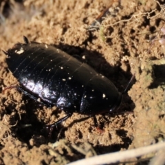 Platyzosteria melanaria (Common Eastern Litter Runner) at Dry Plain, NSW - 19 May 2023 by AndyRoo