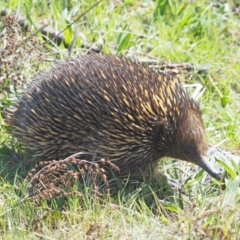 Tachyglossus aculeatus (Short-beaked Echidna) at Woodstock Nature Reserve - 11 Sep 2023 by wombey