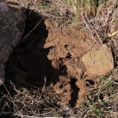 Lycosidae (family) (Unidentified wolf spider) at Dry Plain, NSW - 19 May 2023 by AndyRoo