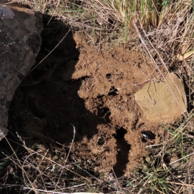 Lycosidae (family) (Unidentified wolf spider) at Dry Plain, NSW - 19 May 2023 by AndyRoo