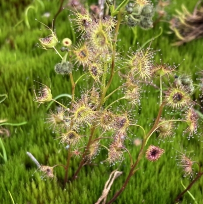 Drosera gunniana (Pale Sundew) at Beechworth, VIC - 29 Aug 2023 by AnneG1