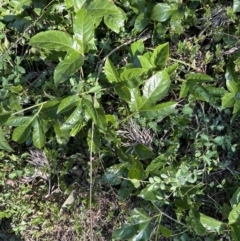 Passiflora edulis (Common Passionfruit) by lbradley