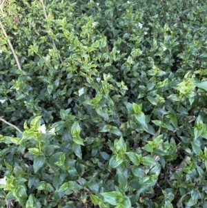 Tradescantia fluminensis at Kangaroo Valley, NSW - suppressed