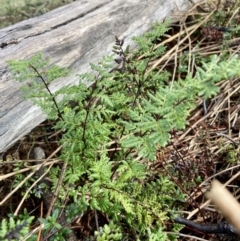 Cheilanthes sieberi subsp. sieberi (Narrow Rock Fern) at Wamboin, NSW - 27 Aug 2023 by Komidar