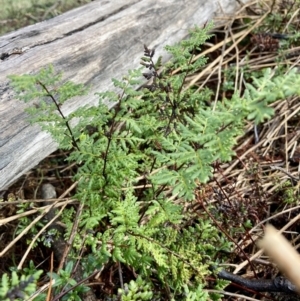 Cheilanthes sieberi subsp. sieberi at Wamboin, NSW - 28 Aug 2023