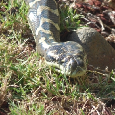 Morelia spilota mcdowelli (Eastern, Coastal or McDowell's Carpet python) at New Italy, NSW - 21 Jan 2013 by AliClaw