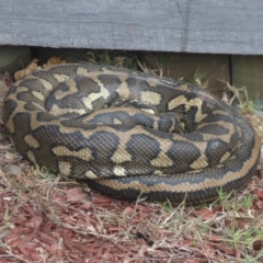 Morelia spilota mcdowelli (Eastern, Coastal or McDowell's Carpet python) at Tabbimoble, NSW - 22 Jan 2013 by AliClaw