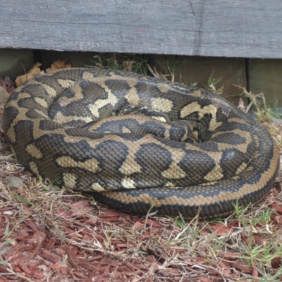 Morelia spilota mcdowelli (Eastern, Coastal or McDowell's Carpet python) at Tabbimoble, NSW - 23 Jan 2013 by AliClaw