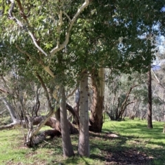 Brachychiton populneus (Kurrajong) at Chiltern, VIC - 31 Aug 2023 by AnneG1