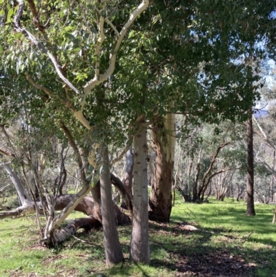 Brachychiton populneus (Kurrajong) at Chiltern, VIC - 31 Aug 2023 by AnneG1