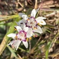 Wurmbea dioica subsp. dioica (Early Nancy) at Lower Molonglo - 10 Sep 2023 by SteveBorkowskis