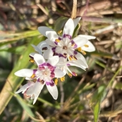 Wurmbea dioica subsp. dioica (Early Nancy) at Molonglo River Reserve - 10 Sep 2023 by Steve_Bok