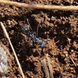 Myrmecia sp., pilosula-group at Dry Plain, NSW - 19 May 2023