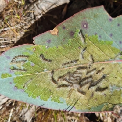 Uraba lugens (Gumleaf Skeletonizer) at Sth Tablelands Ecosystem Park - 11 Sep 2023 by galah681