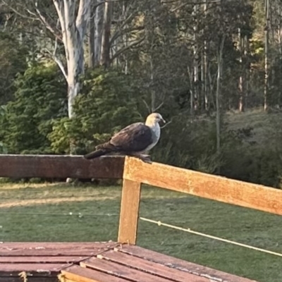 Columba leucomela (White-headed Pigeon) at Kangaroo Valley, NSW - 11 Sep 2023 by lbradleyKV