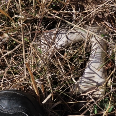 Vombatus ursinus (Bare-nosed Wombat) at Dry Plain, NSW - 19 May 2023 by AndyRoo