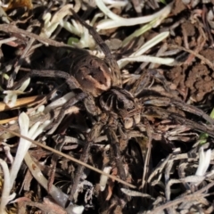 Tasmanicosa sp. (genus) (Tasmanicosa wolf spider) at Dry Plain, NSW - 19 May 2023 by AndyRoo